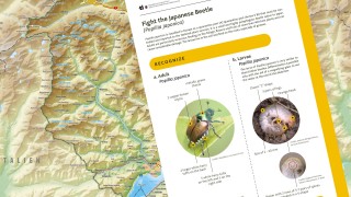 Information sheet on Popillia japonica published for the Ticino region
