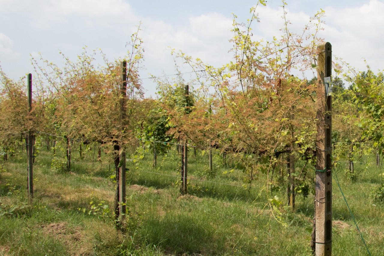 Tanja-Sostizzo-damaged-vineyard_HD